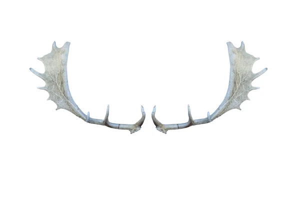 stock image elk horns on white background