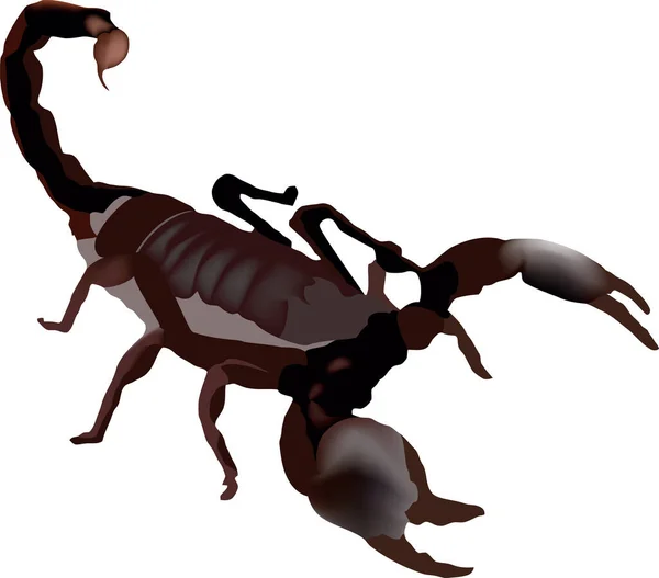 Scorpione Rosso Indiano Posizione Difensiva — Vettoriale Stock