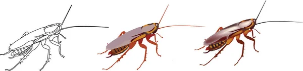 夜虫携带者病蟑螂蟑螂 — 图库矢量图片