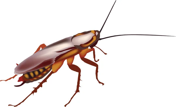 Portador Insectos Nocturnos Enfermedades Cucaracha Cucaracha — Vector de stock