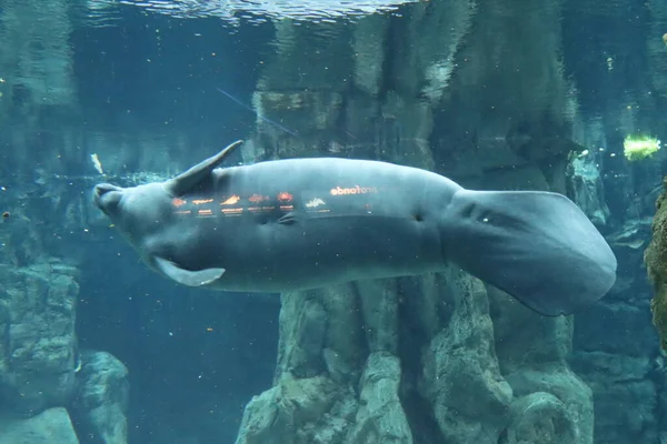 stock image herbivorous marine fish manatee aquarium of Genoa