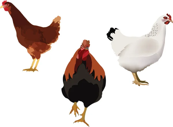 Animal Fasttoria Sedentary Hen Chicken — Stock Vector