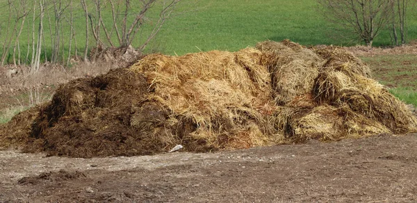 Cattle Manure Mixed Mature Straw Fertilizing — Stock Photo, Image