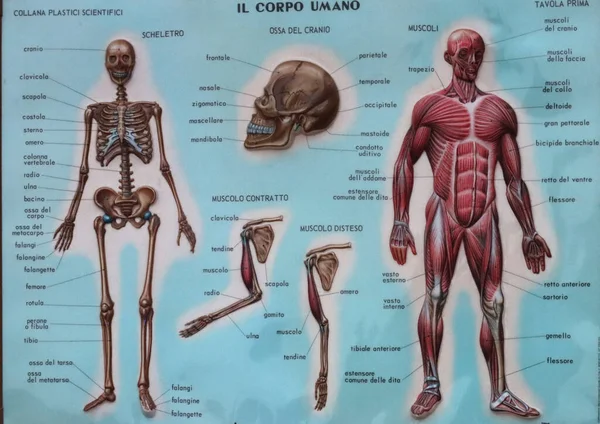 drawing of the skeleton human body