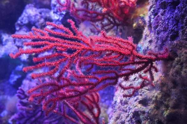 Rood Koraal Habitat Het Genua Aquarium — Stockfoto
