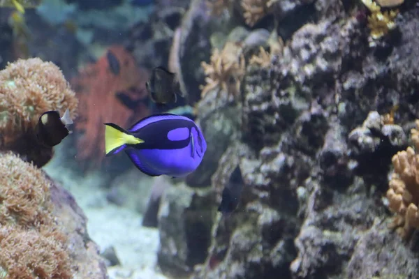 Exotische Vissen Van Verschillende Kleuren Het Aquarium Van Genua — Stockfoto