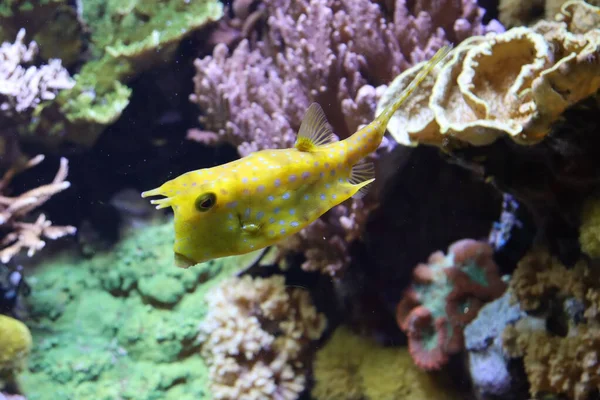 Exotische Vissen Van Verschillende Kleuren Het Aquarium Van Genua — Stockfoto