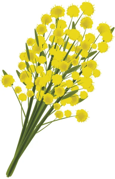 Mimoza Kwiat Symbol Dzień Kobiet — Wektor stockowy
