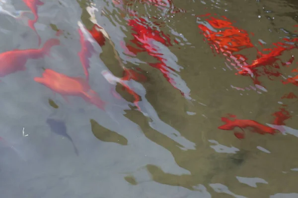 Pesce Rosso Varie Dimensioni Nuotare Gruppo — Foto Stock