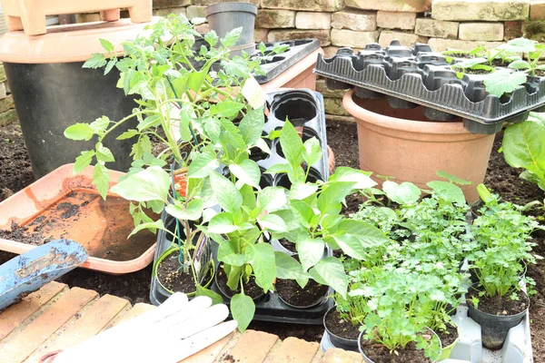 Trädgårdsodling Odling Och Omplantering Köksväxter — Stockfoto