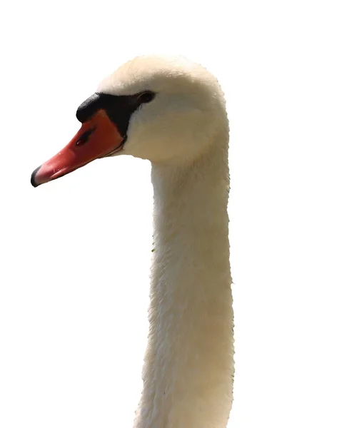 Swan Neck Pocket White Background — Stock Photo, Image