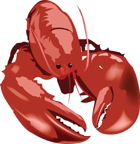 Lobster Atlantik Besar Berwarna Merah - Stok Vektor