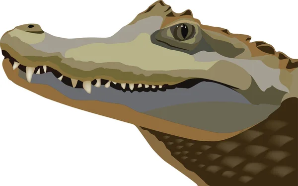 Crocodile Head Profile White Background — Stock Vector