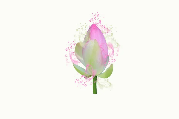 Lotusblomma Med Stänk Färg — Stockfoto