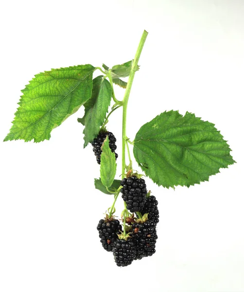 Owoce Jeżyny Izolowane Białym Tle Kroplami Soku — Zdjęcie stockowe