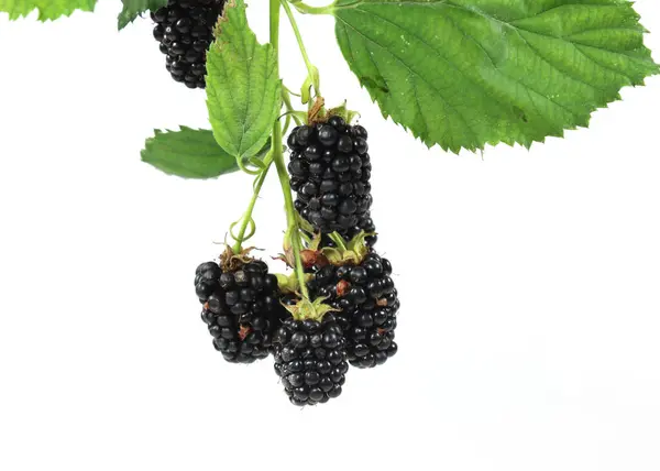 黑莓果 在白色的背景上与一滴果汁隔离 — 图库照片