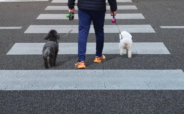 person with dog crosses the road on a pedestrian crossing