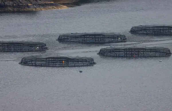 salmon fish farm in Scotland