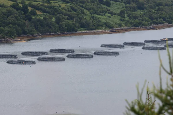 Salmoniculture Écosse — Photo