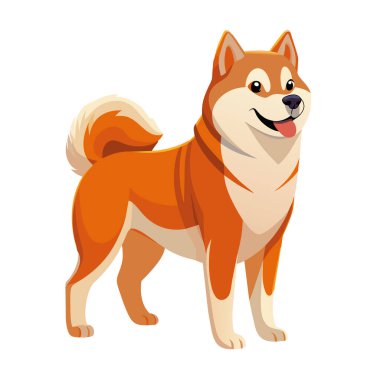 Japon Akita Inu cinsi köpek ayakta duruyor