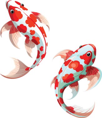 Temiz suda yüzen kırmızı ve beyaz işaretli iki güzel koi balığı.