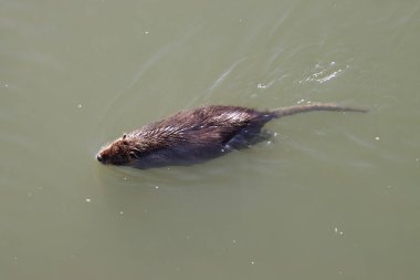 Coypu bulanık nehir suyunda yüzüyor.