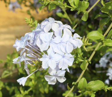 Bouquet of light blue plumbago auriculata flowers, also called cape leadwort, blooming in summer on blurred background clipart