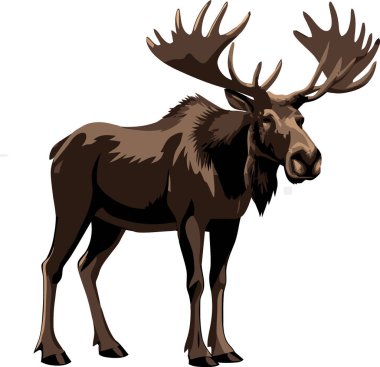 Majestic moose standing proudly, showcasing its impressive antlers against a clean white backdrop clipart