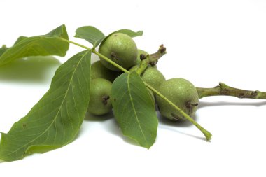 walnut fruits still green and bottle with walnut clipart