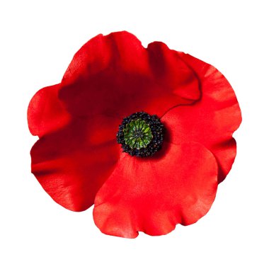 Artificial red poppy flower isolated on white background. Holidays symbol.