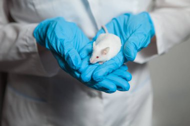 Mavi eldivenli bir bilim adamının elinde kırmızı gözlü küçük beyaz bir laboratuvar faresi. Kadın bir laboratuvar faresi üzerinde deney yapıyor..