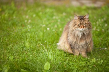 Genç, uzun saçlı, kahverengi kedi evin yanında yürüyor..
