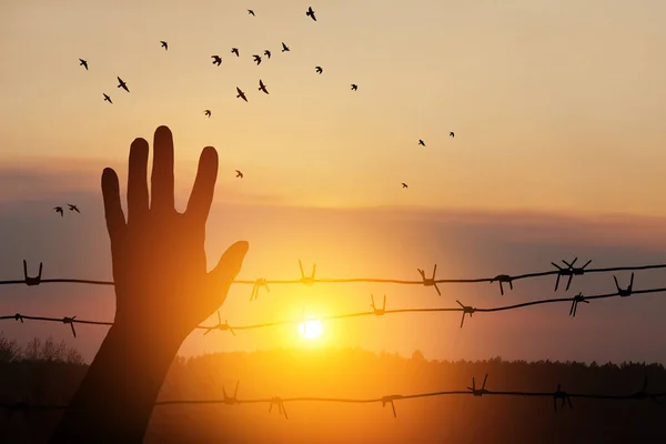 Holocaust Remembrance Day. January 27. silhouette of hand with barbed wire on background of sunset with flying birds. Poster or banner design.
