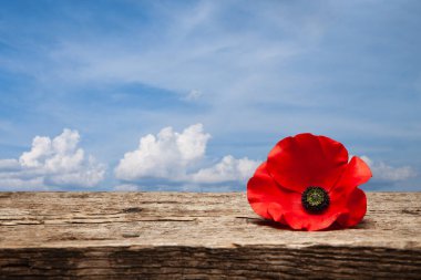 Poppy pin for Remembrance Day. Poppy flower on old beautiful high grain, detailed wood on background of blue sky.