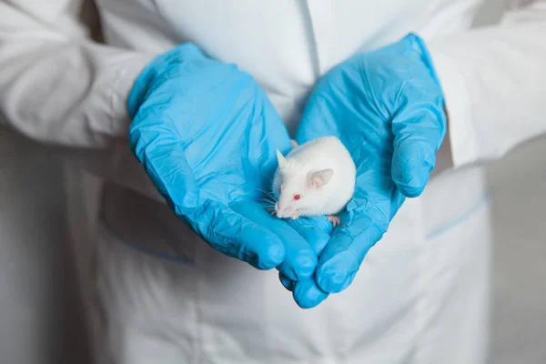 stock image A small white laboratory mouse with red eyes in the hand of a scientist in a blue rubber glove. Woman puts experiments on a laboratory mouse.