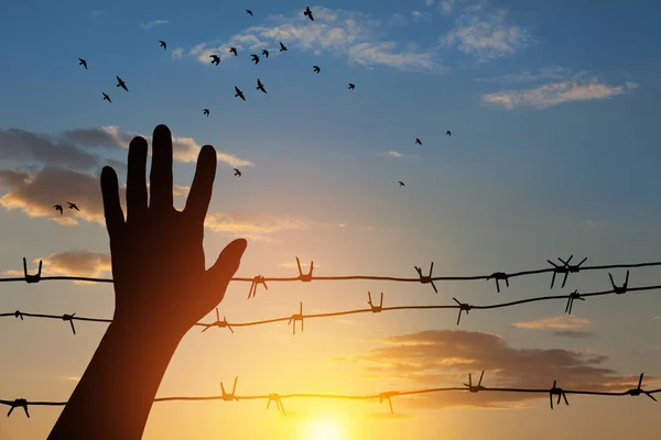 Holocaust Remembrance Day January Silhouette Hand Barbed Wire Background Sunset — Fotografia de Stock