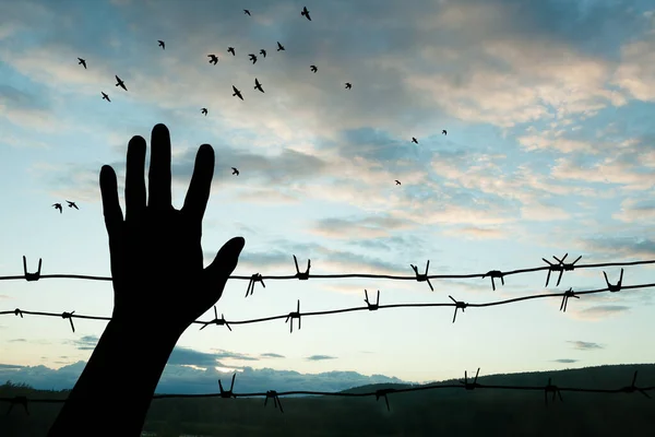 ホロコースト記念日 飛行鳥と日没の背景に有刺鉄線と手のシルエット ポスター バナーデザイン — ストック写真