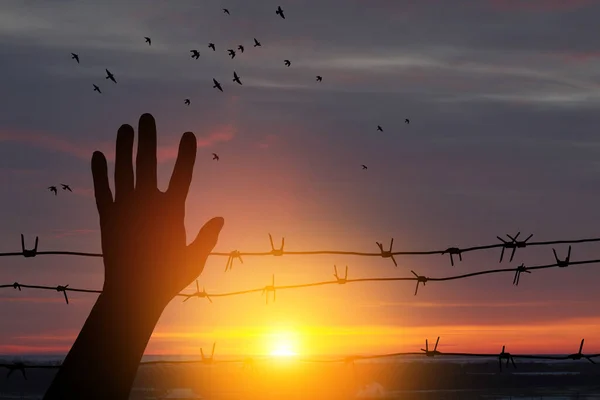 Holocaust Remembrance Day. January 27. silhouette of hand with barbed wire on background of sunset with flying birds. Poster or banner design.