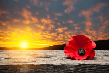 Poppy pin for Remembrance Day. Poppy flower on old beautiful high grain, detailed wood on background of sunset sky. clipart