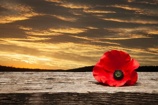 Pin Amapola Para Día Del Recuerdo Flor Amapola Viejo Hermoso — Foto de Stock