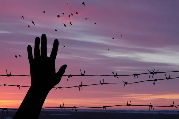 Holocaust Remembrance Day January Silhouette Hand Barbed Wire Background Sunset — Zdjęcie stockowe