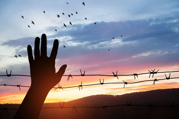 Holocaust Remembrance Day January Silhouette Hand Barbed Wire Background Sunset — Stock fotografie