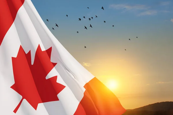 Stock image Canada national flag waving on sunset sky with flying birds. Canada day. 3d-rendering.