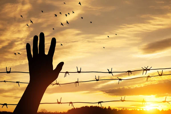 Holocaust Remembrance Day January Silhouette Hand Barbed Wire Background Sunset —  Fotos de Stock