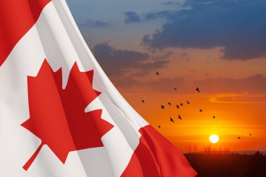Canada national flag waving on sunset sky with flying birds. Canada day. 3d-rendering.