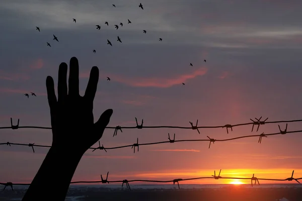 Holocaust Remembrance Day January Silhouette Hand Barbed Wire Background Sunset — Stock Photo, Image