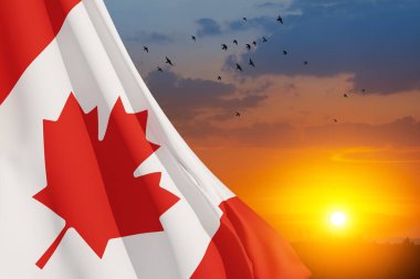 Canada national flag waving on sunset sky with flying birds. Canada day. 3d-rendering.