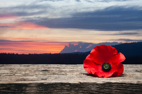 Poppy Pin Remembrance Day Poppy Flower Old Beautiful High Grain — Foto Stock