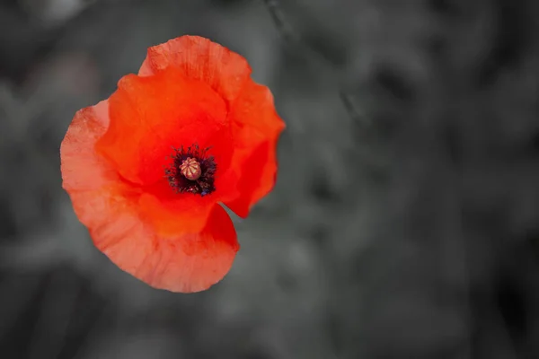 Ημέρα Άνζακ Ημέρα Μνήμης Κόκκινο Λουλούδι Παπαρούνας Ένα Πεδίο Παπαρούνες — Φωτογραφία Αρχείου