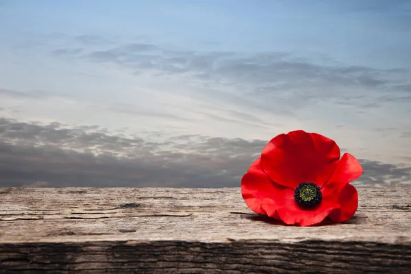 Poppy Pin Remembrance Day Poppy Flower Old Beautiful High Grain — Foto Stock